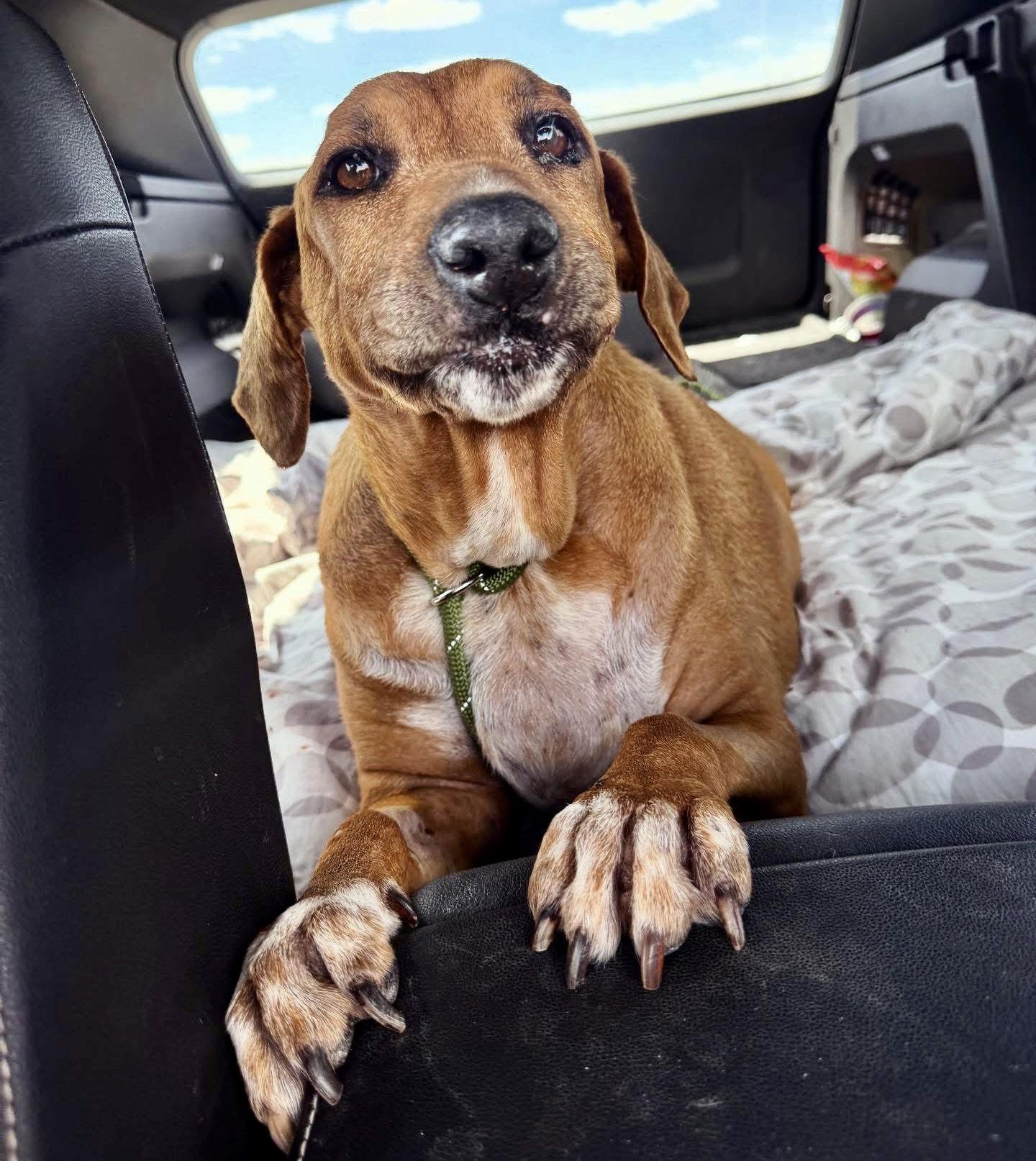 Enlarge Quinn, a Adoptable Beagle in Houston, TX image 1/3