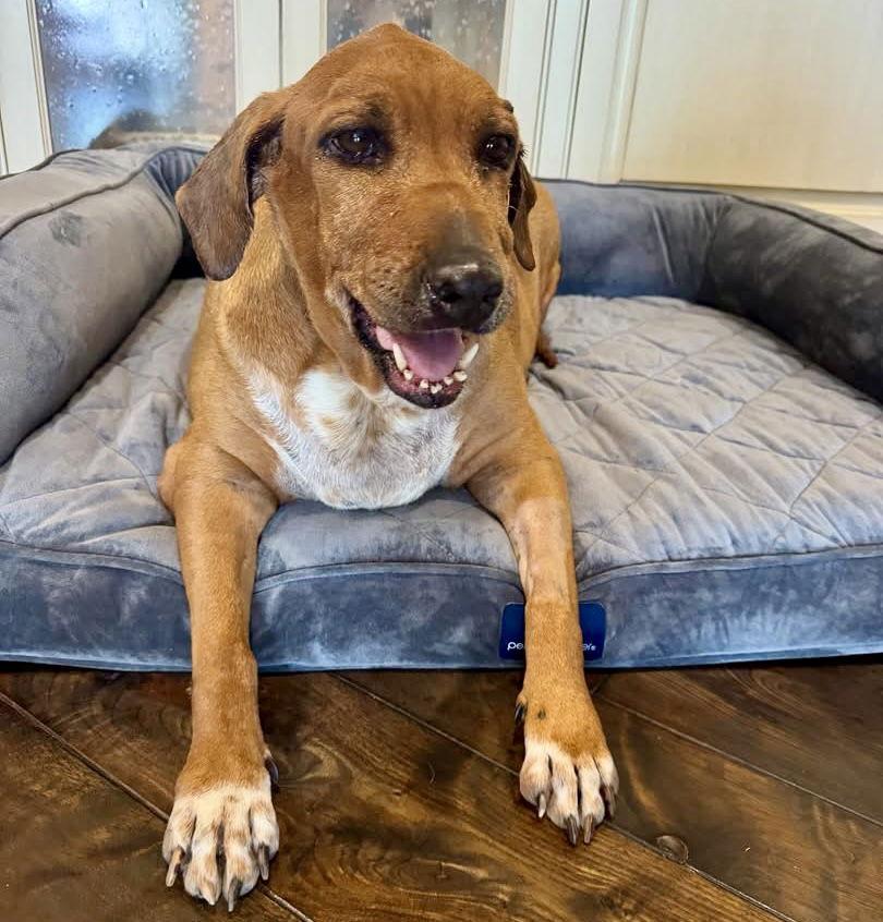 Enlarge Quinn, a Adoptable Beagle in Houston, TX image 2/3