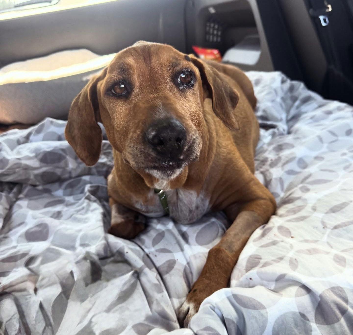 Enlarge Quinn, a Adoptable Beagle in Houston, TX image 3/3