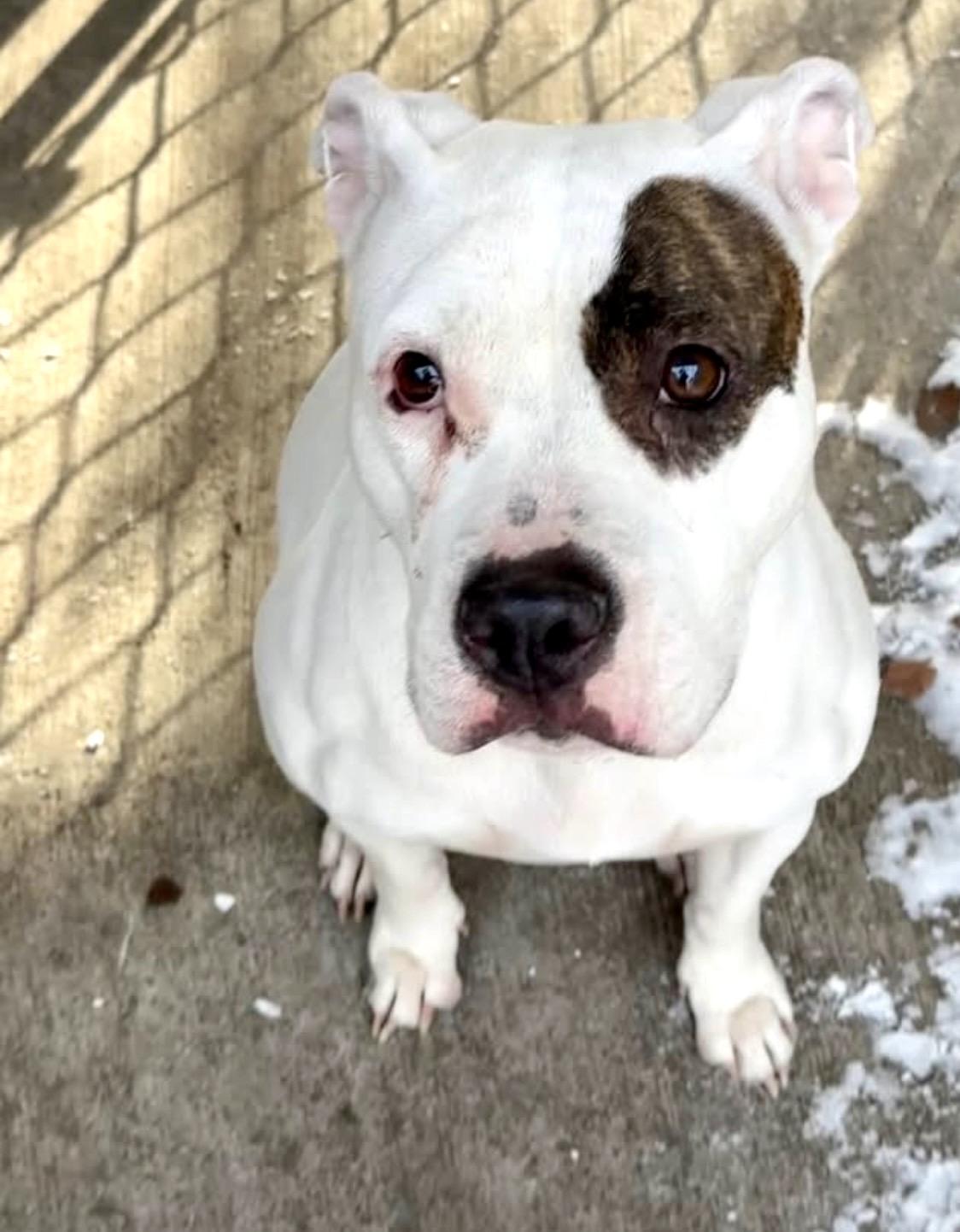 Enlarge Bouffant, a ADOPTABLE Pit Bull Terrier in Chicago, IL image 1/2