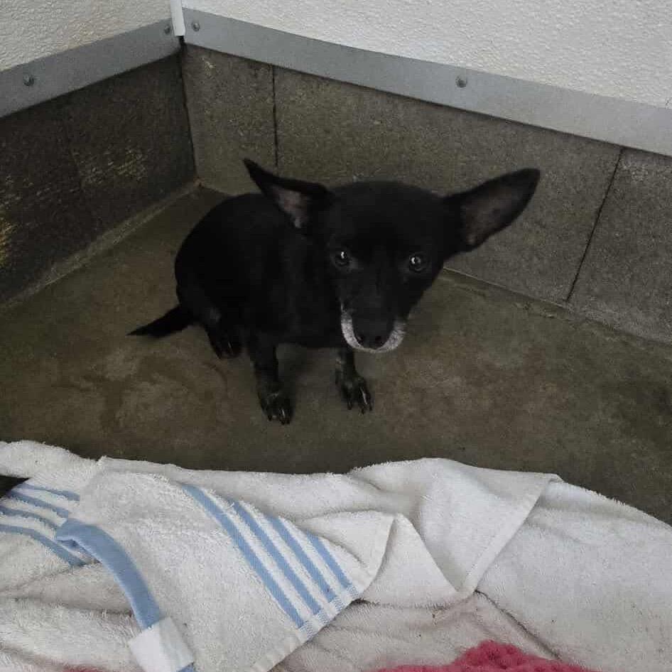 Jackie OS AZ, Adoptable, Adult Female Chihuahua.
