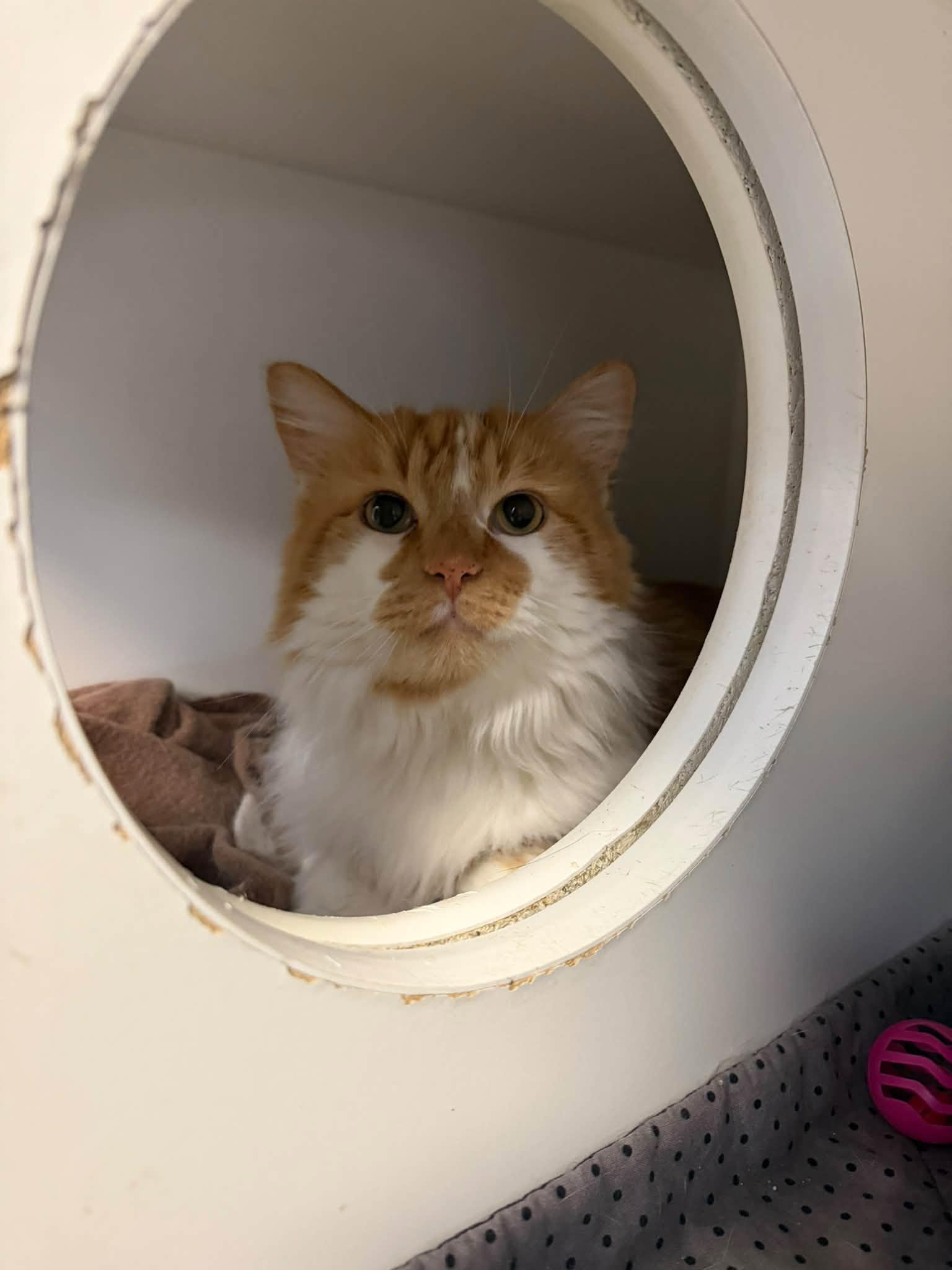Enlarge Gourd, a Adoptable Domestic Long Hair in Clinton, IL image 1/2