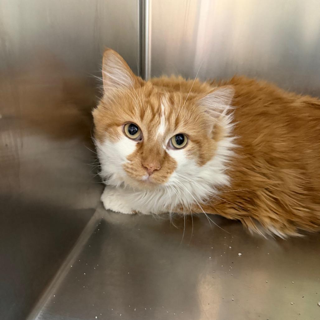 Enlarge Gourd, a Adoptable Domestic Long Hair in Clinton, IL image 2/2