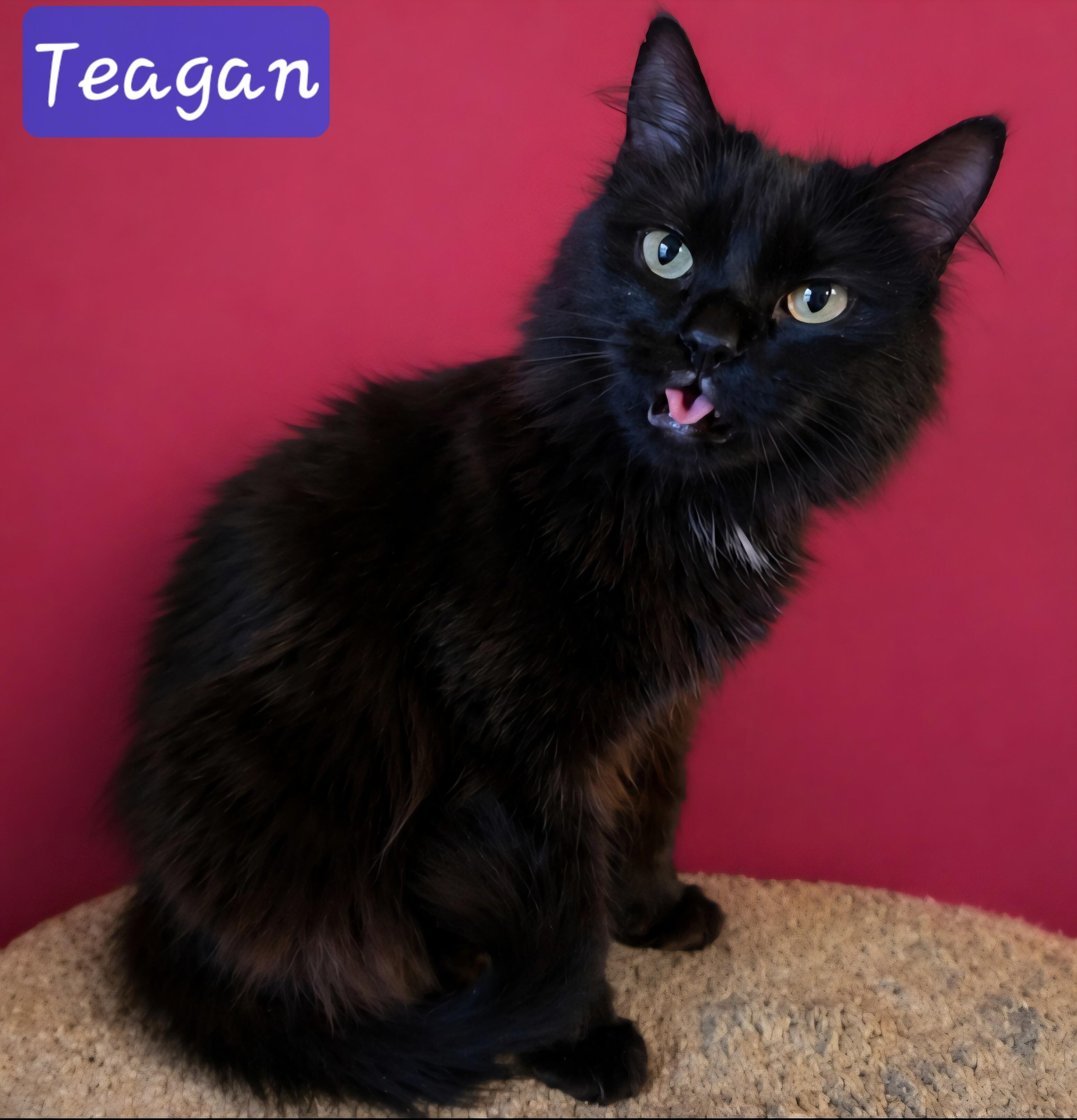 Teagan, a ADOPTABLE Domestic Long Hair in Knoxville, TN image 2/3