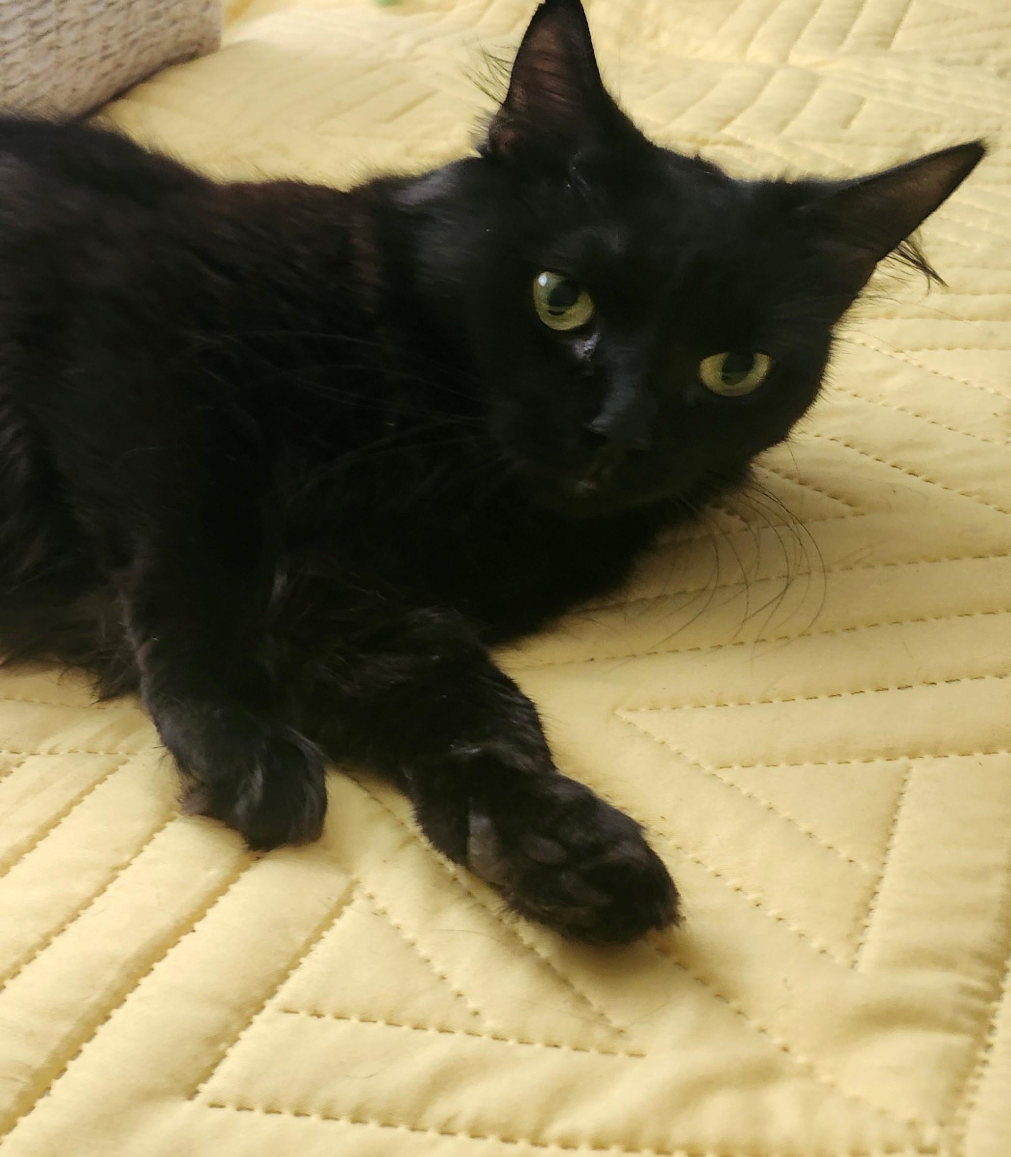 Teagan, ADOPTABLE, Young Female Domestic Long Hair.