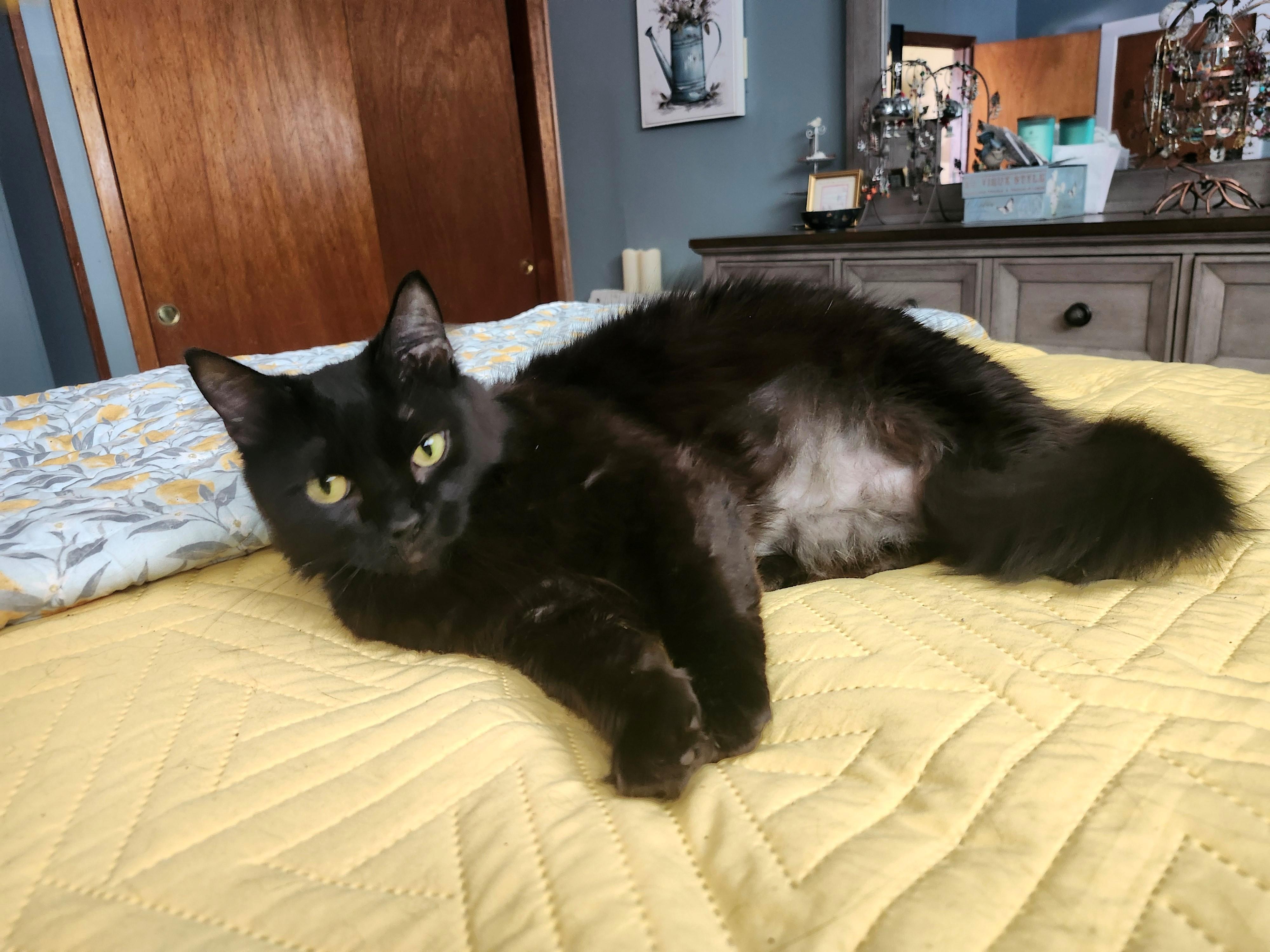 Teagan, a ADOPTABLE Domestic Long Hair in Knoxville, TN image 5/5