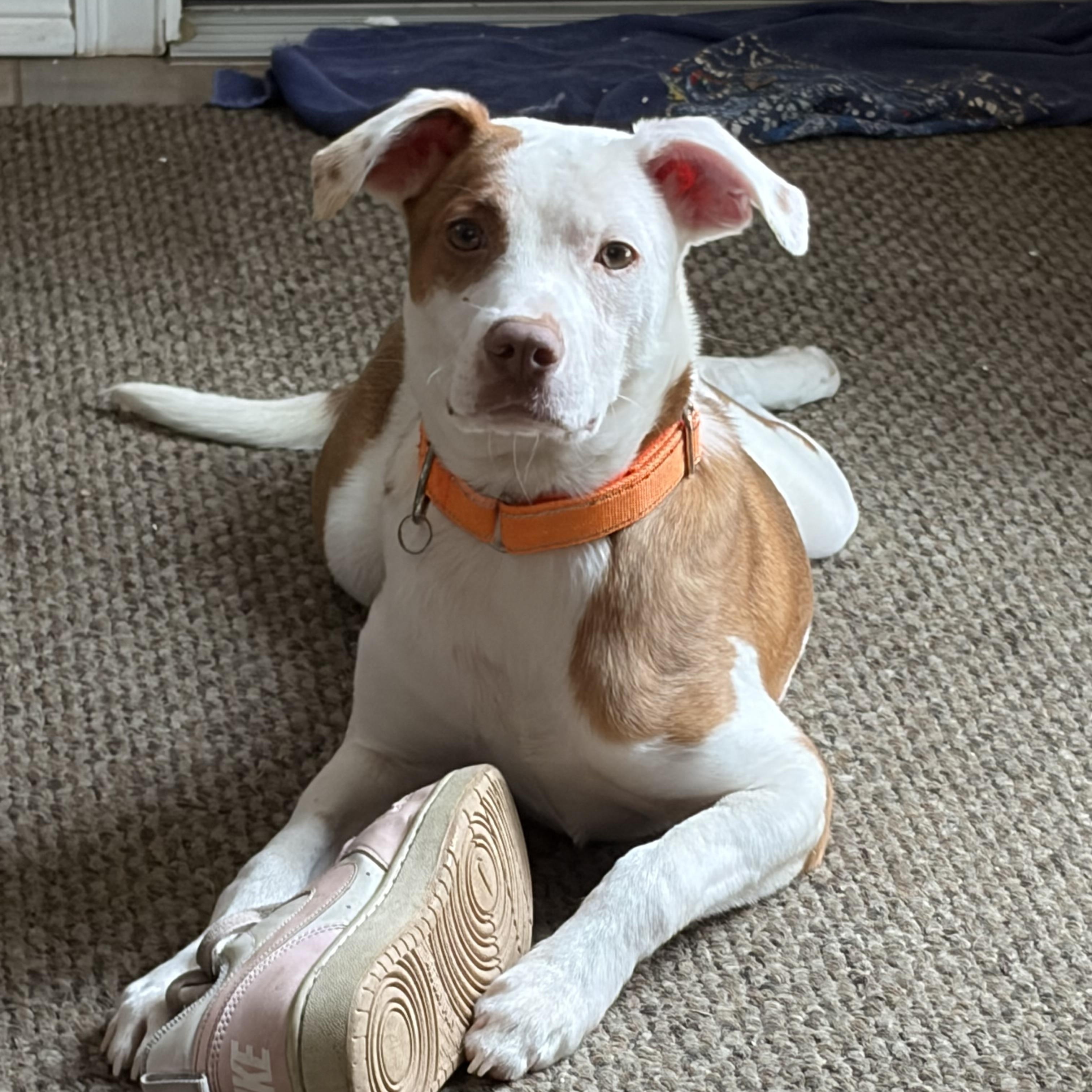 HENRY, Adoptable, Young Male Labrador Retriever.