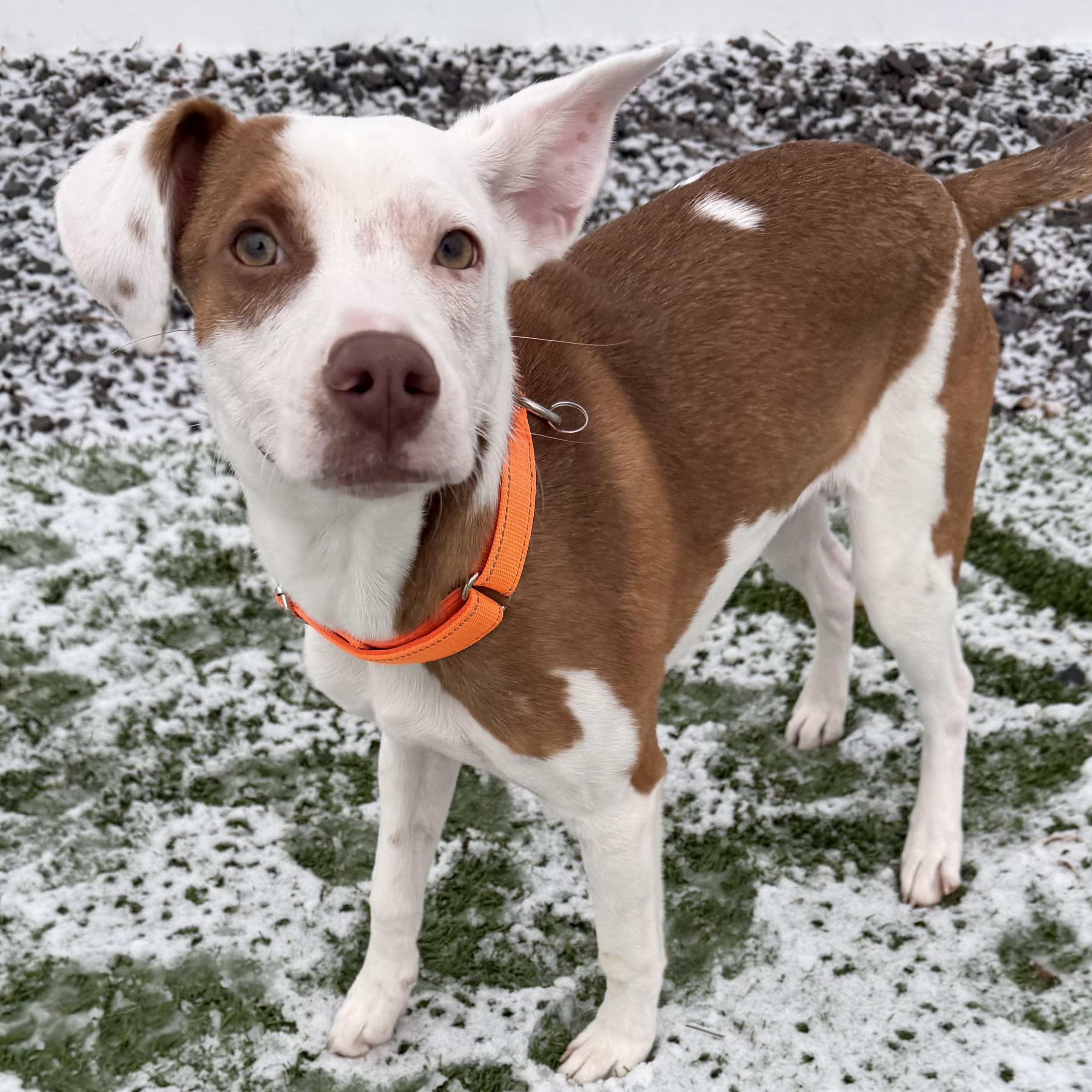 HENRY, Adoptable, Young Male Labrador Retriever.