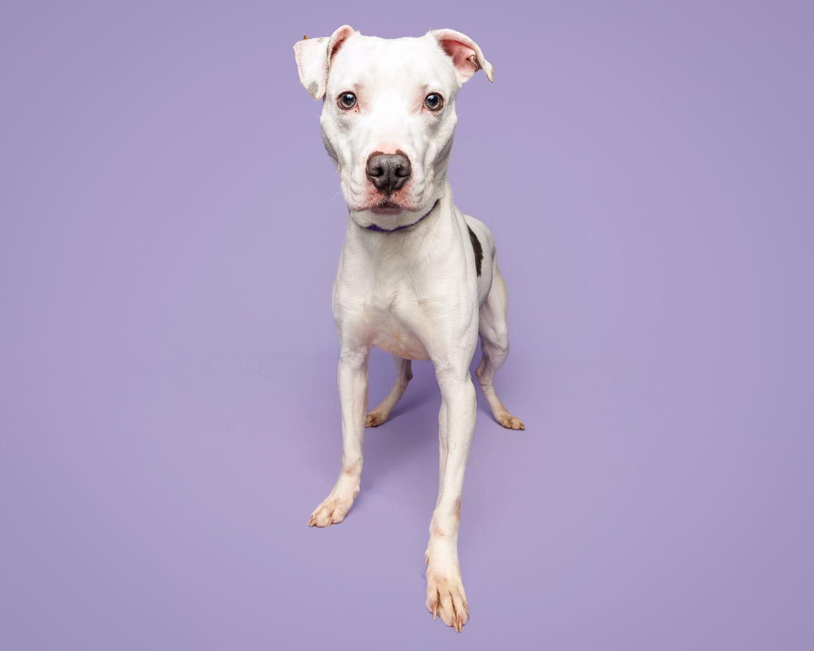 Clark, Adoptable, Adult Male Mixed Breed.
