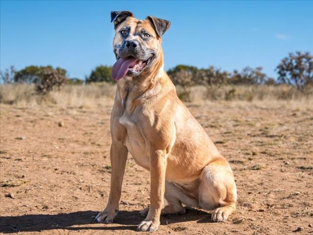 MACY, Adoptable, Young Female Mixed Breed.