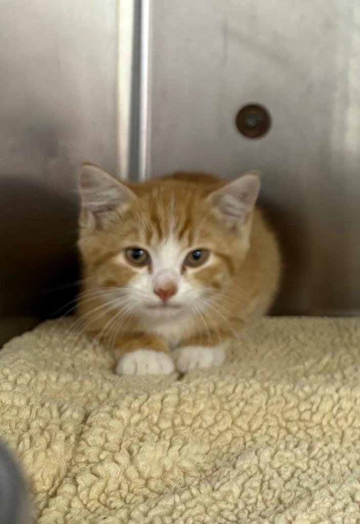 Enlarge CJ, a Adoptable mixed breed in Murray, KY image 1/1