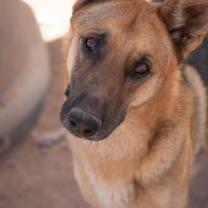 Copper, a ADOPTABLE German Shepherd Dog in Casa Grande, AZ image 3/3