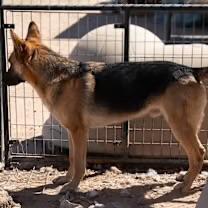 Copper, a ADOPTABLE German Shepherd Dog in Casa Grande, AZ image 2/3