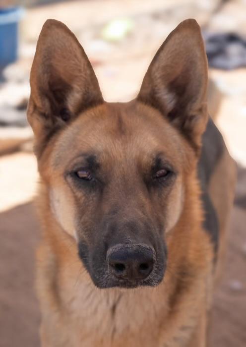 Copper, a ADOPTABLE German Shepherd Dog in Casa Grande, AZ image 1/3
