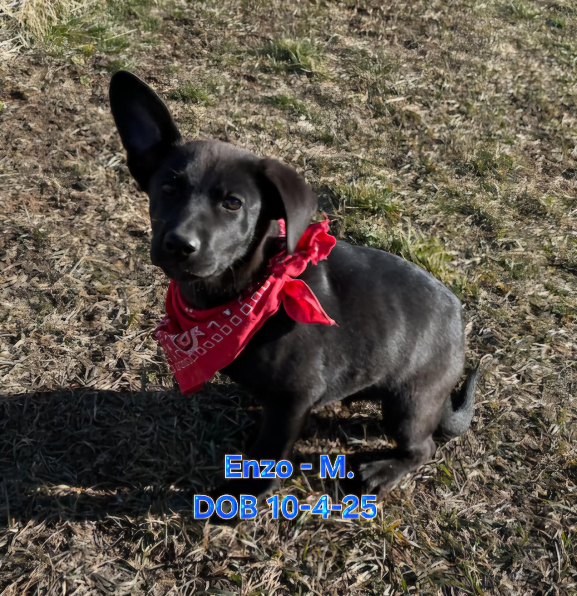 Enzo, Adoptable, Young Male Shar-Pei & Labrador Retriever.