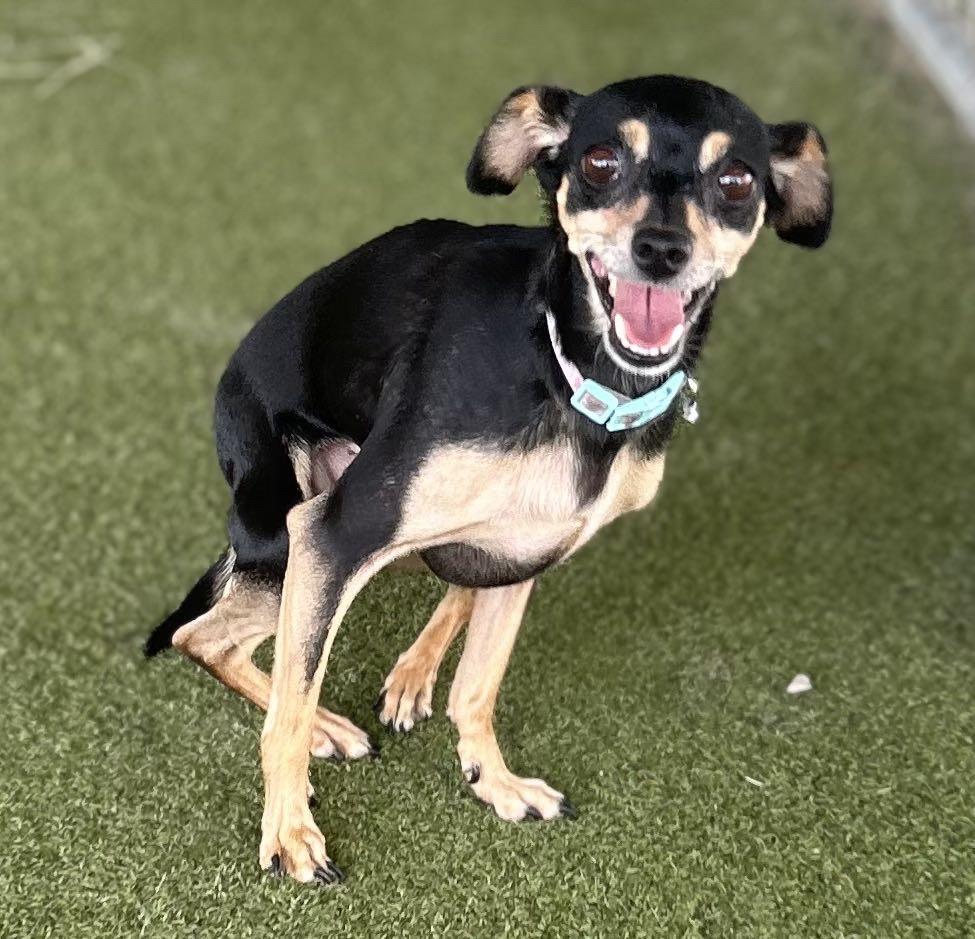 Enlarge Java, a Adoptable Miniature Pinscher in Terre Haute, IN image 1/1