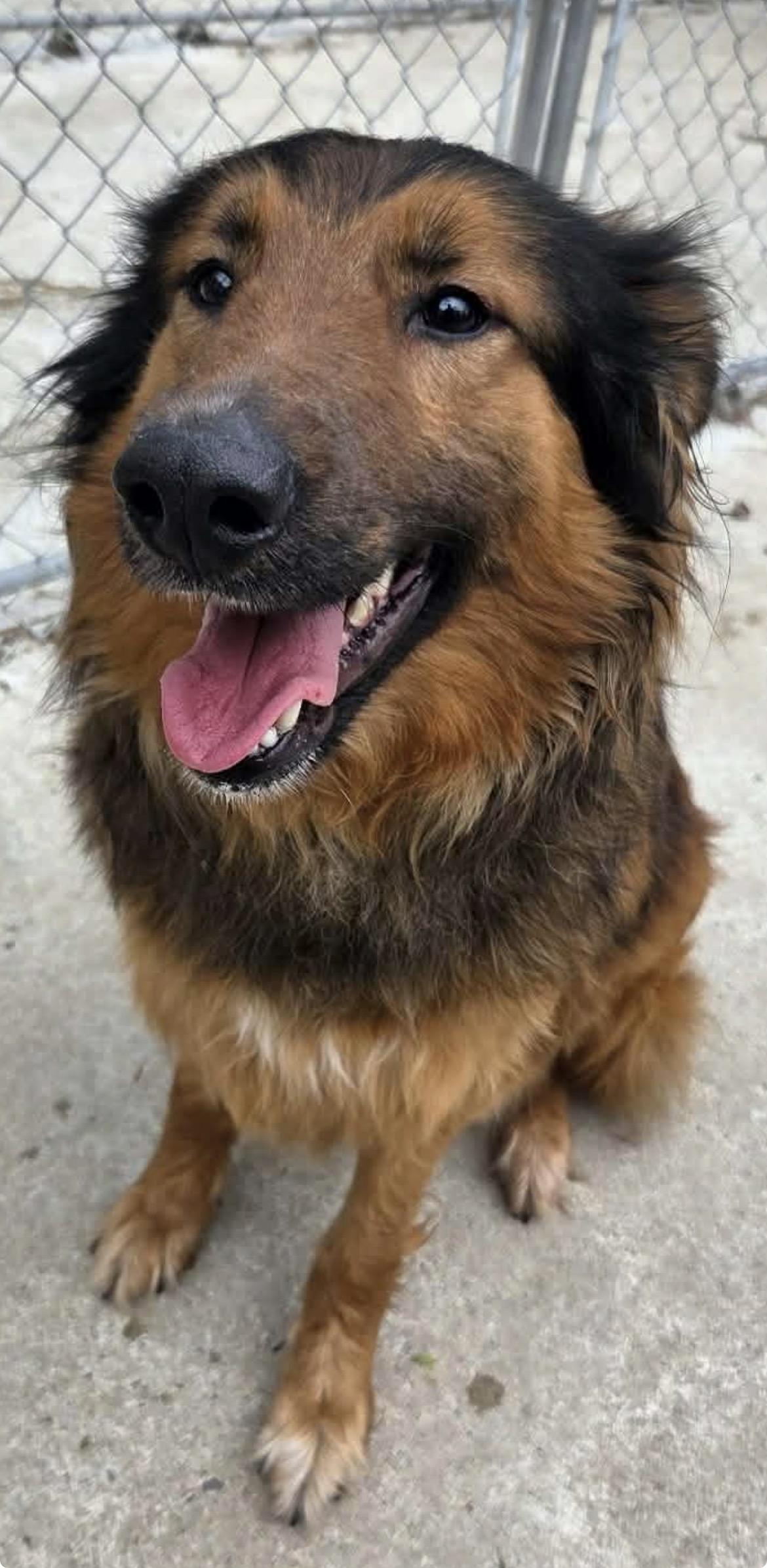 Enlarge Willy, an adopted Belgian Shepherd / Tervuren in Terra Cotta, ON image 1/5