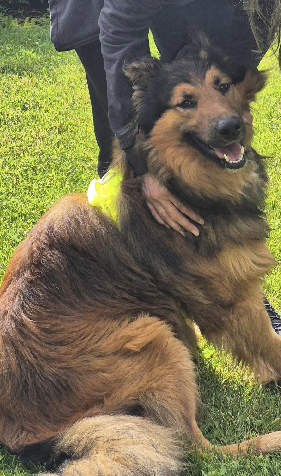 Enlarge Willy, an adopted Belgian Shepherd / Tervuren in Terra Cotta, ON image 3/5