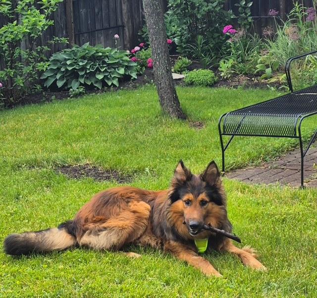 Enlarge Willy, an adopted Belgian Shepherd / Tervuren in Terra Cotta, ON image 2/5