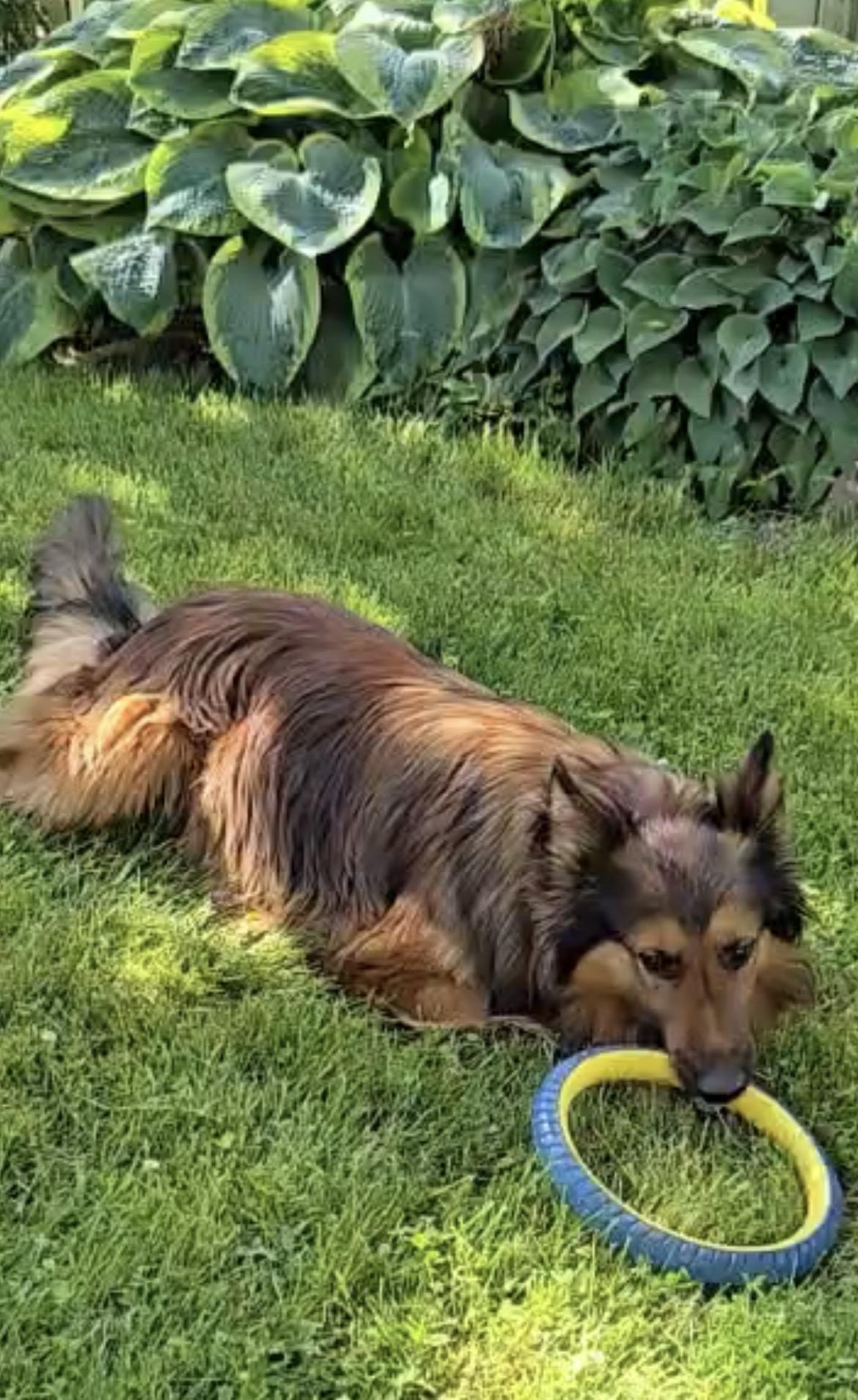 Enlarge Willy, an adopted Belgian Shepherd / Tervuren in Terra Cotta, ON image 4/5