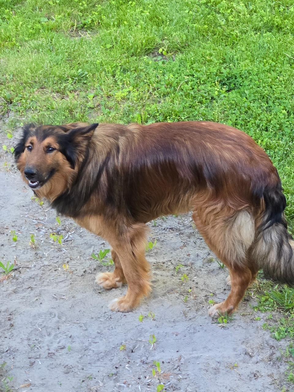 Enlarge Willy, an adopted Belgian Shepherd / Tervuren in Terra Cotta, ON image 5/5
