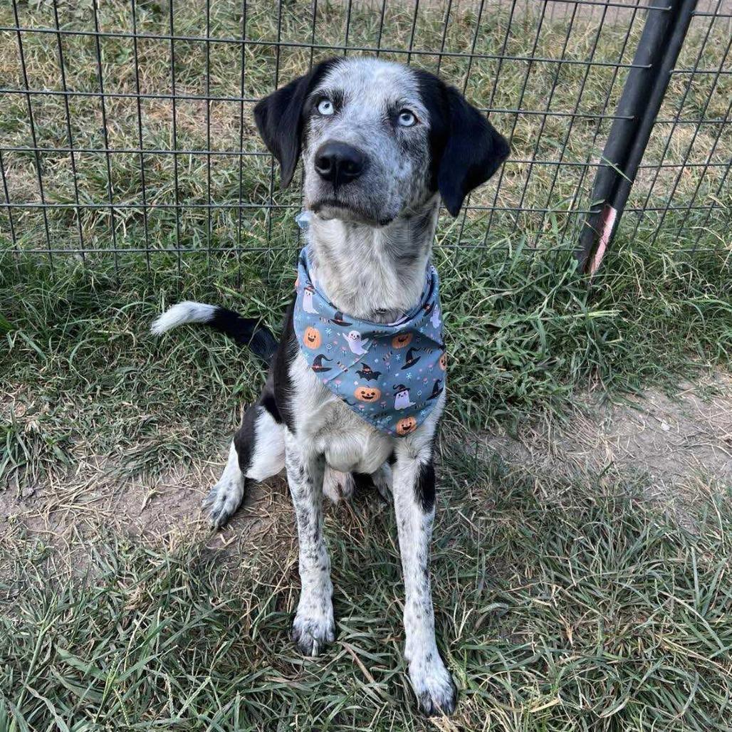 Oreo, Adoptable, Adult Male Labrador Retriever.