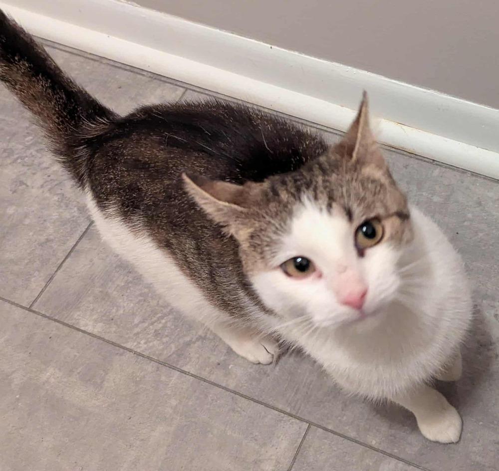 Clara, Adoptable, Adult Female Domestic Short Hair.