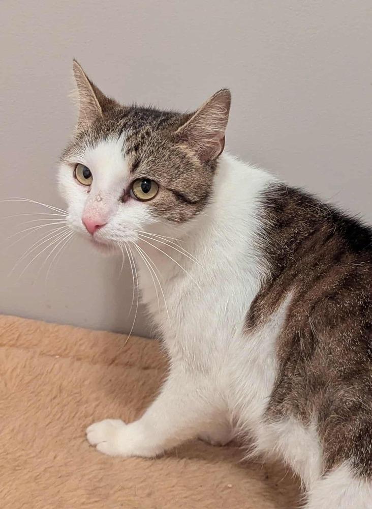 Clara, a Adoptable mixed breed in South Bend, IN image 2/4