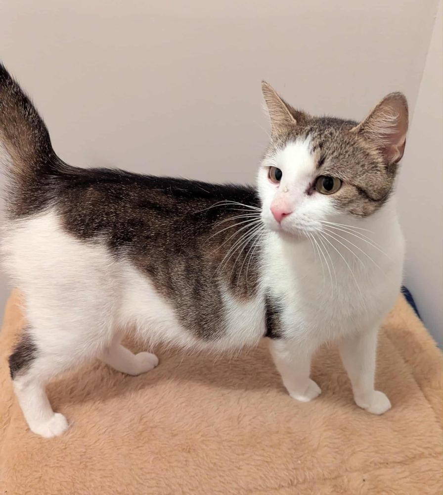 Clara, a Adoptable mixed breed in South Bend, IN image 4/4