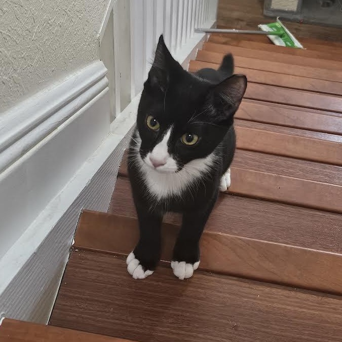 Enlarge Chico, a Adoptable Tuxedo in Salem, NH image 4/4