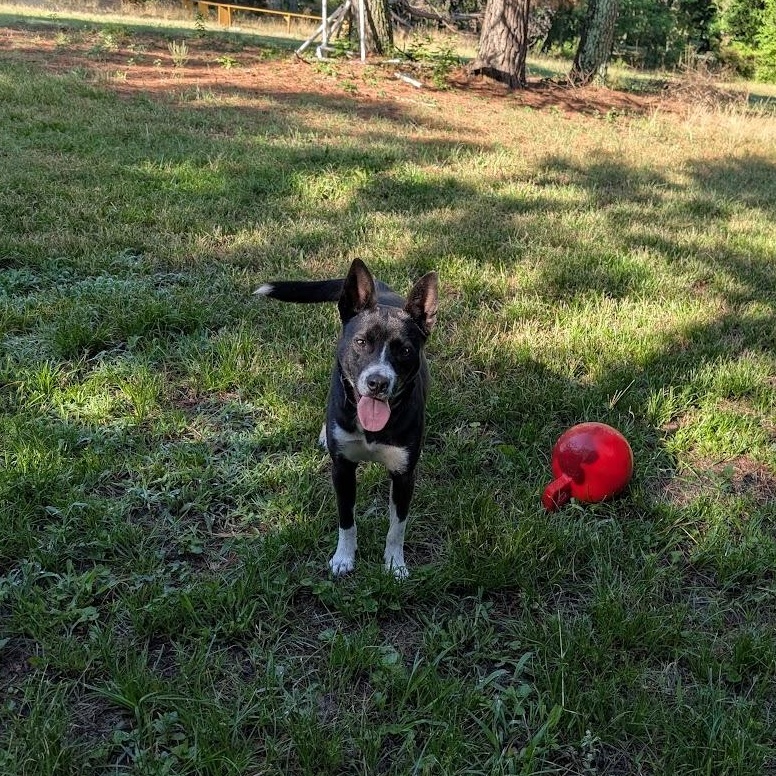 Nyx - AVAILABLE TO FOSTER OR ADOPT, a ADOPTABLE mixed breed in Clayton, NC image 6/6