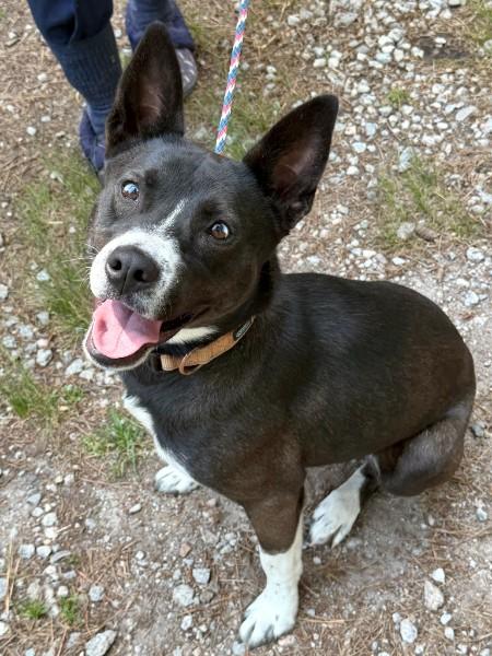 Nyx - AVAILABLE TO FOSTER OR ADOPT, a ADOPTABLE mixed breed in Clayton, NC image 4/6