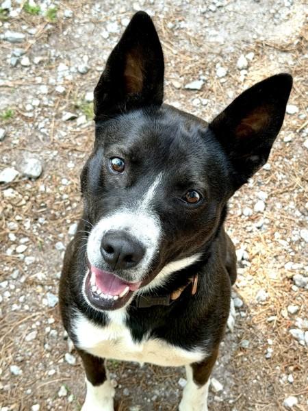 Nyx - AVAILABLE TO FOSTER OR ADOPT, a ADOPTABLE mixed breed in Clayton, NC image 2/6