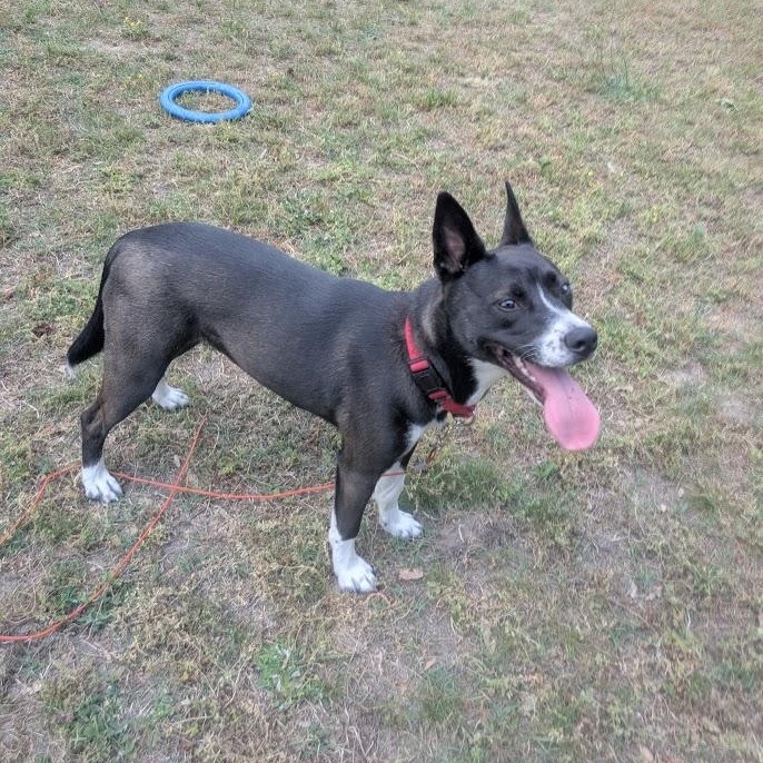 Nyx - AVAILABLE TO FOSTER OR ADOPT, a ADOPTABLE mixed breed in Clayton, NC image 5/6