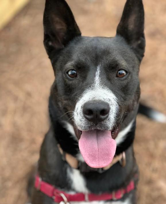 Nyx - AVAILABLE TO FOSTER OR ADOPT, ADOPTABLE, Young Female Akita.