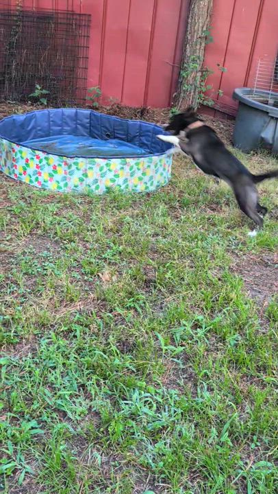 Enlarge Nyx - AVAILABLE TO FOSTER OR ADOPT, a ADOPTABLE mixed breed in Clayton, NC video 3/6