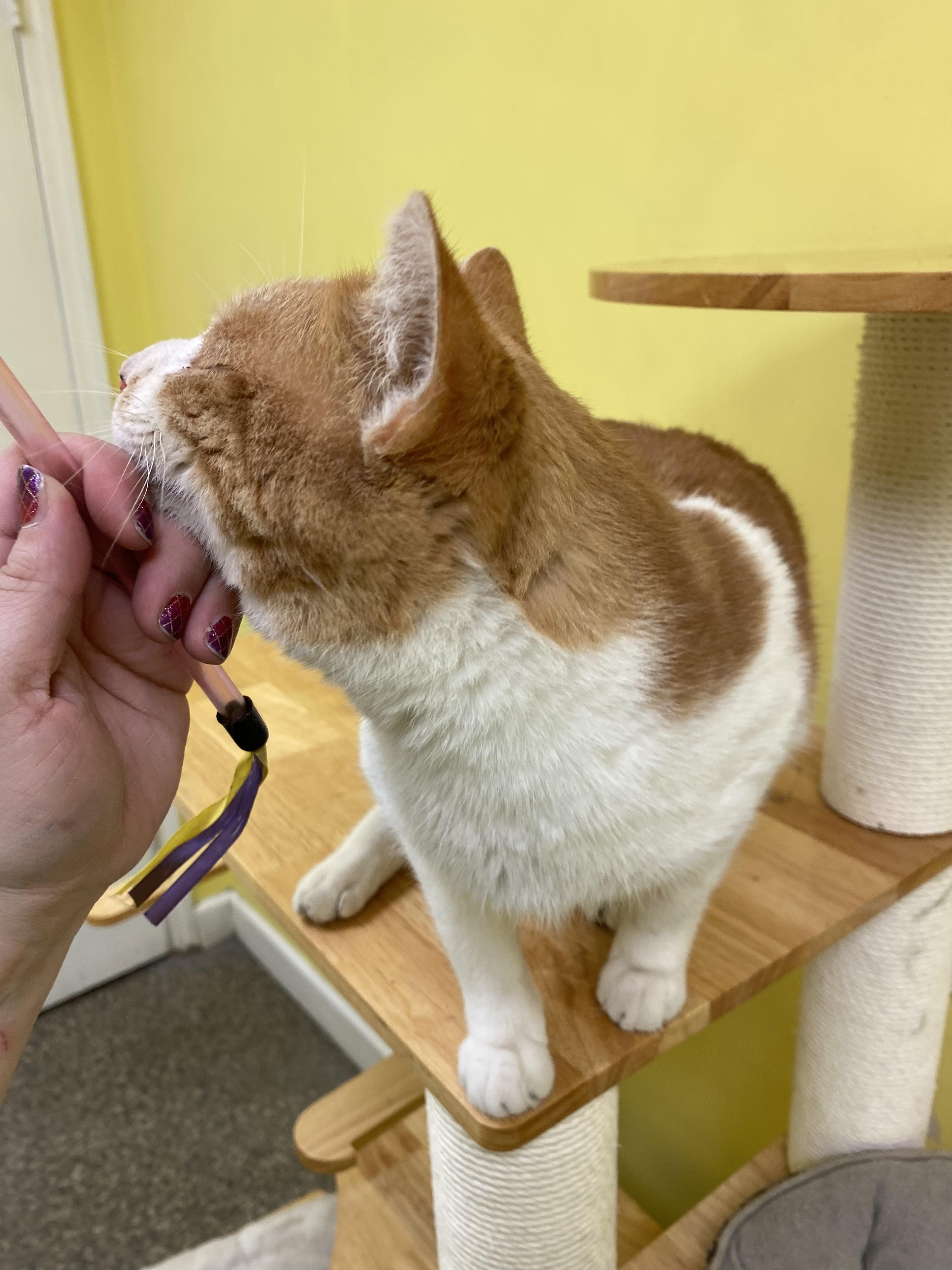 Frasier, a ADOPTABLE Domestic Short Hair in Memphis, TN image 4/4