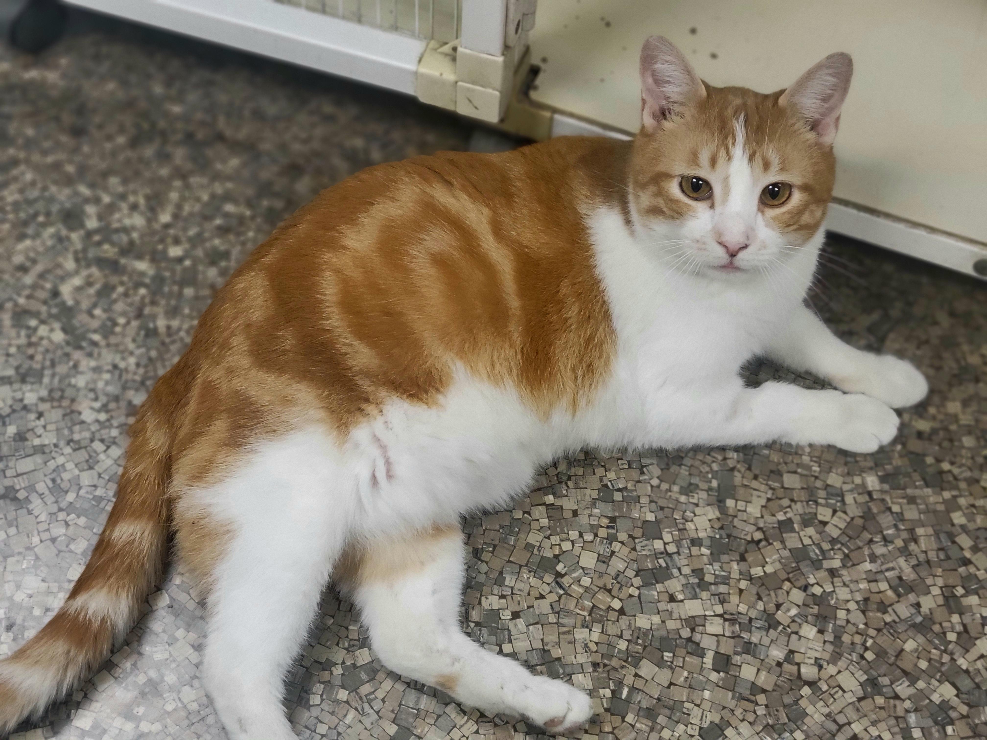 Frasier, a ADOPTABLE Domestic Short Hair in Memphis, TN image 1/4