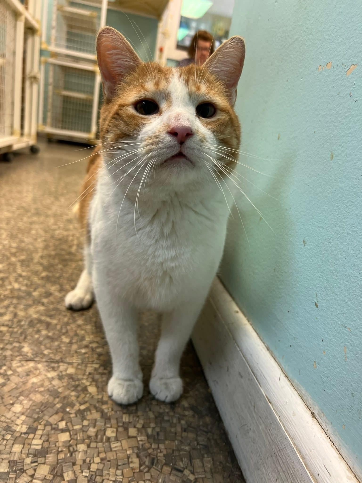 Frasier, a ADOPTABLE Domestic Short Hair in Memphis, TN image 3/4