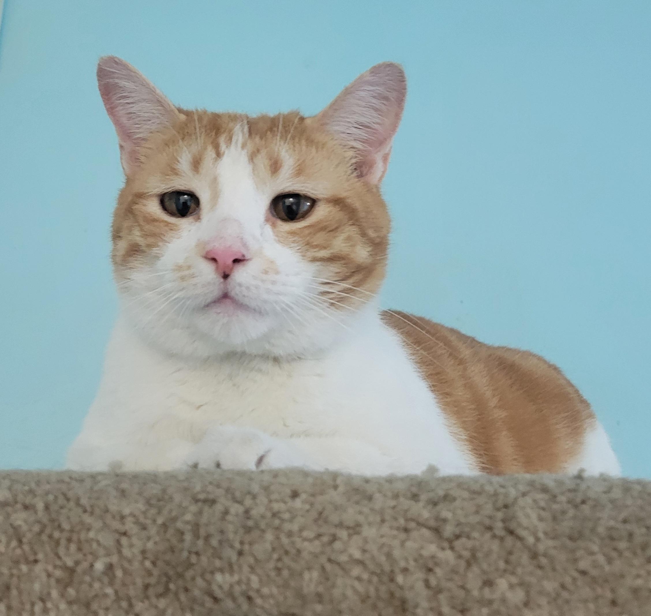 Frasier, a ADOPTABLE Domestic Short Hair in Memphis, TN image 2/4