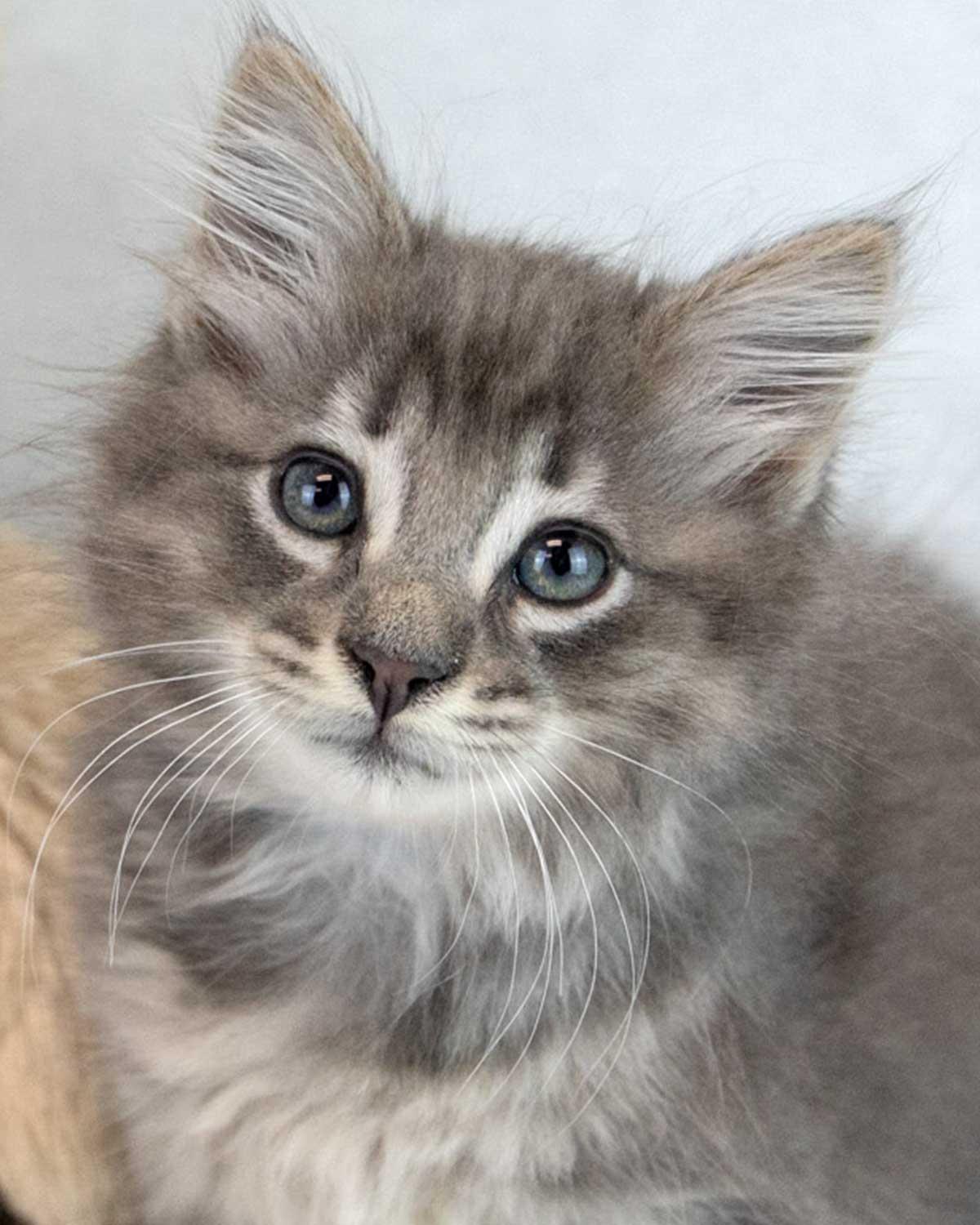 Enlarge Fitz, an adopted mixed breed in Kennesaw, GA image 1/6