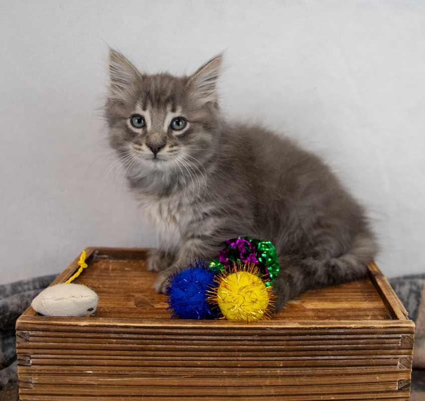 Enlarge Fitz, an adopted mixed breed in Kennesaw, GA image 2/6