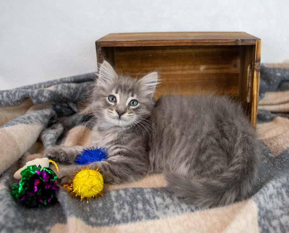 Enlarge Fitz, an adopted mixed breed in Kennesaw, GA image 4/6