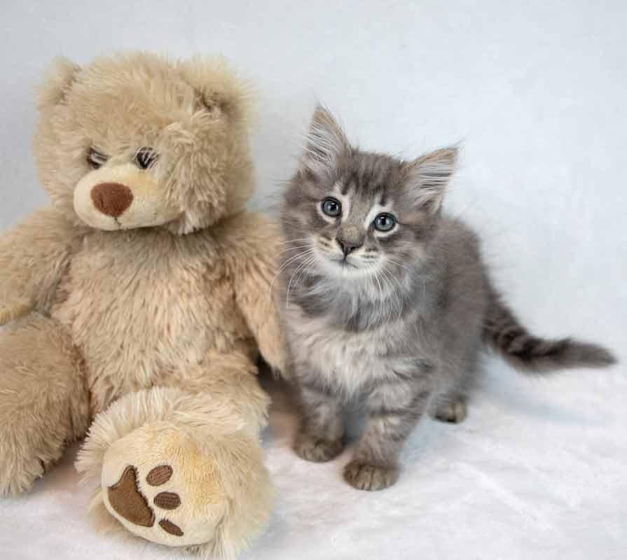 Enlarge Fitz, an adopted mixed breed in Kennesaw, GA image 5/6