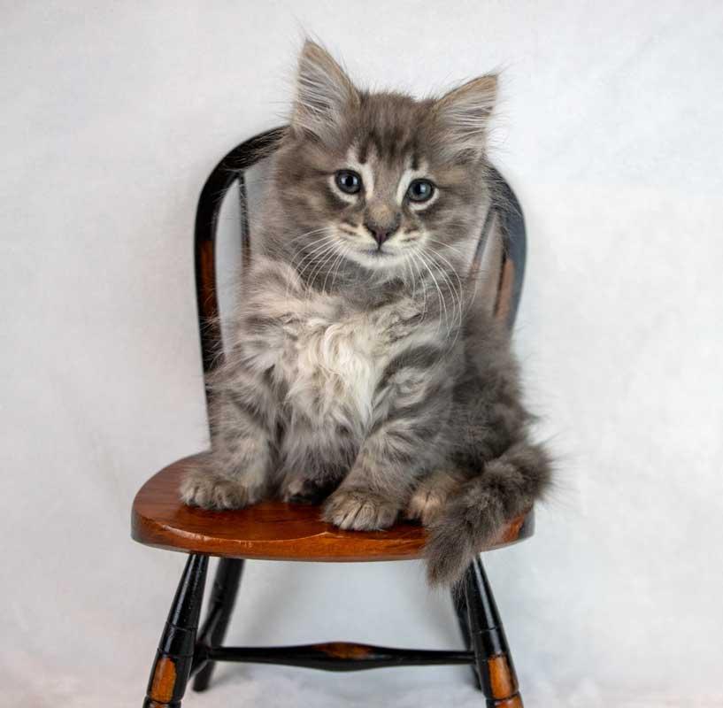 Enlarge Fitz, an adopted mixed breed in Kennesaw, GA image 6/6