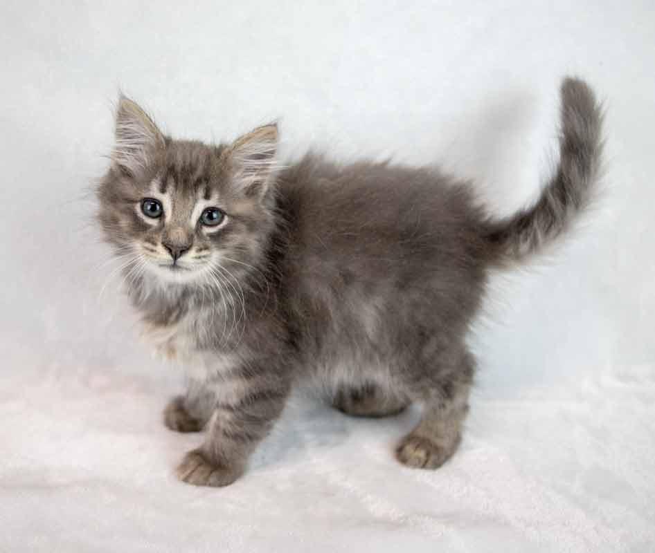 Enlarge Fitz, an adopted mixed breed in Kennesaw, GA image 3/6