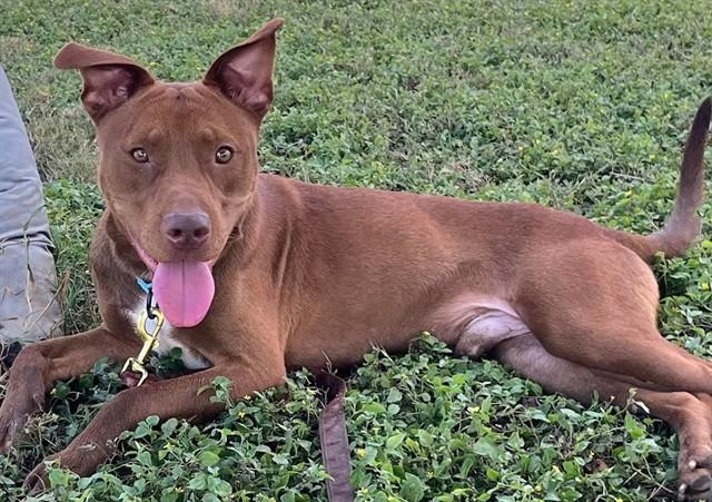 GOLDFISH, Adoptable, Young Male Pit Bull Terrier & Mixed Breed.