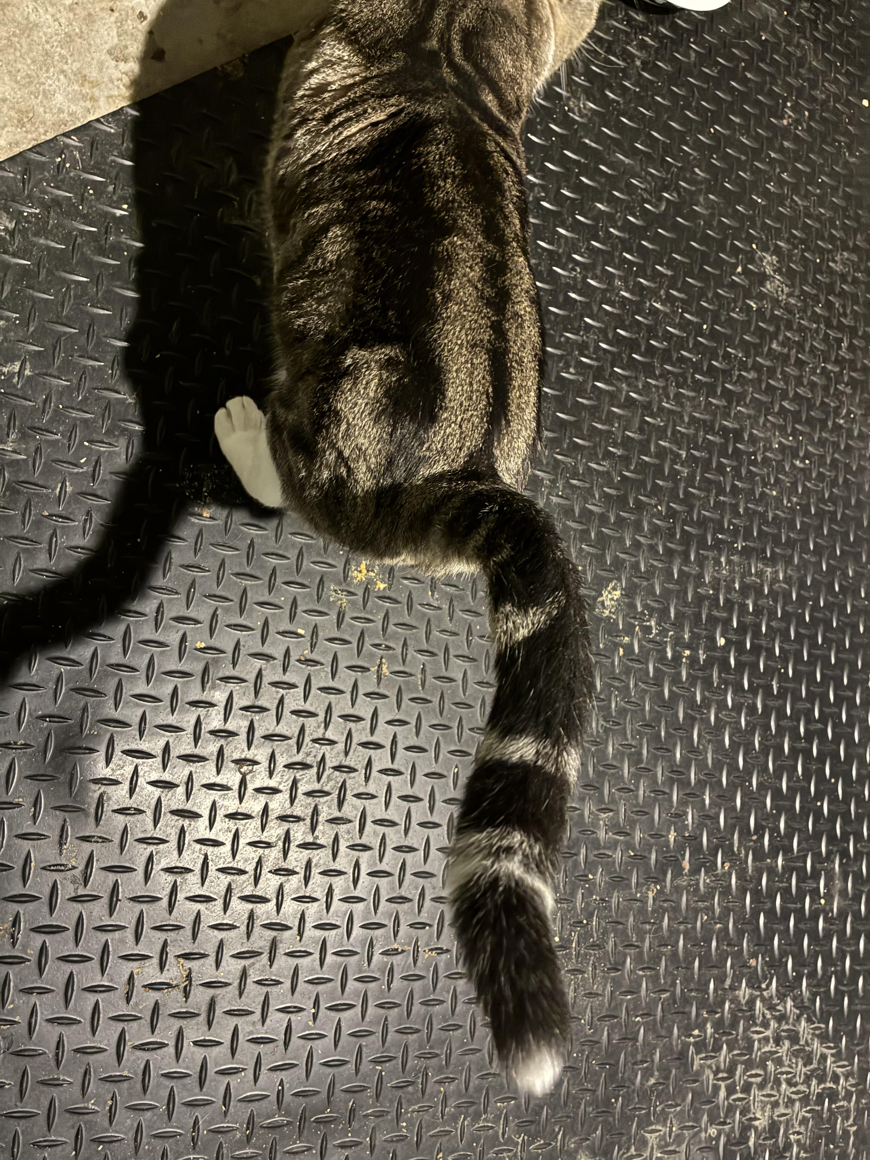 Enlarge Baloo, a ADOPTABLE Domestic Short Hair in Ashland, IL image 2/5