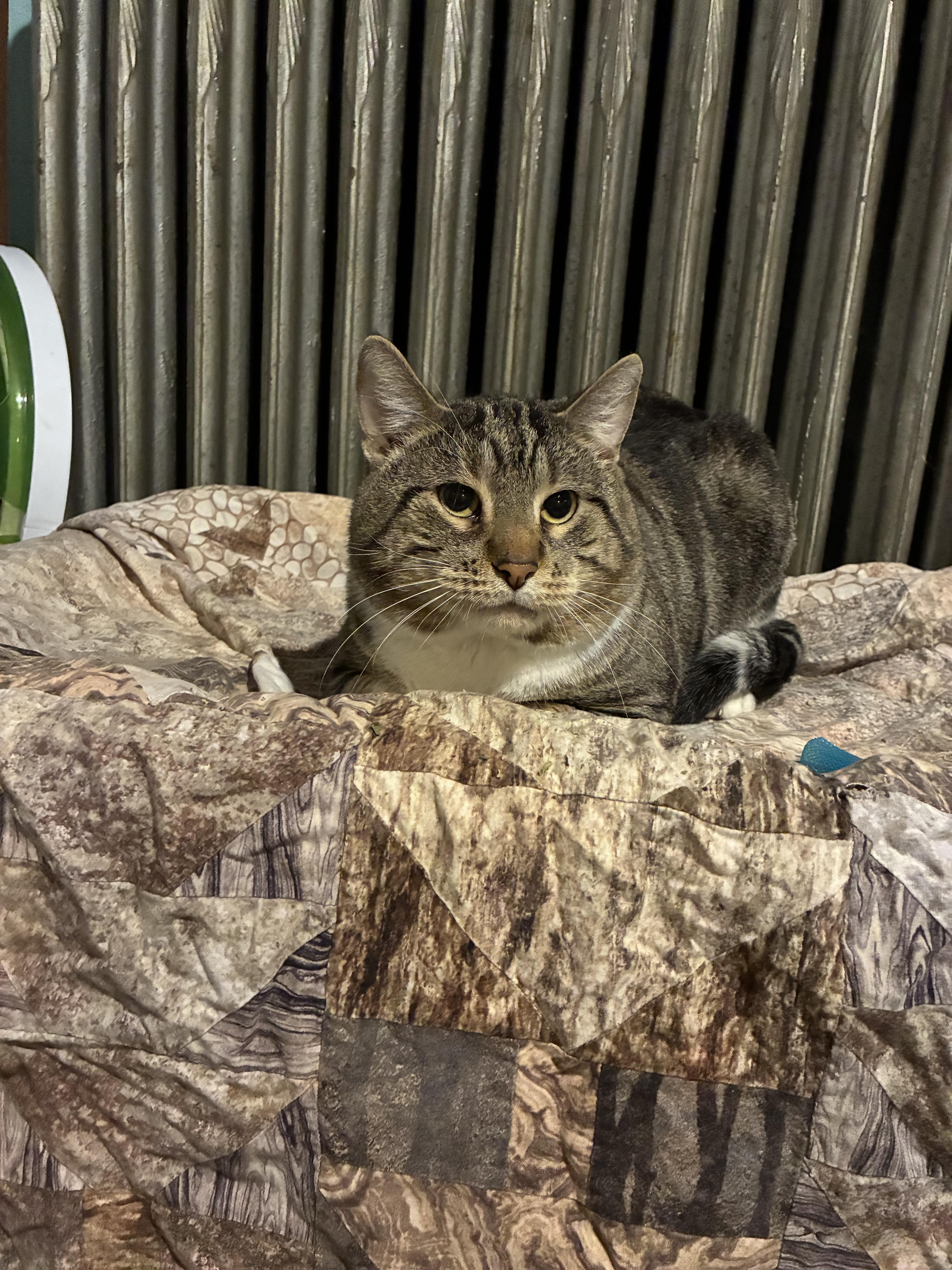 Enlarge Baloo, a ADOPTABLE Domestic Short Hair in Ashland, IL image 4/5