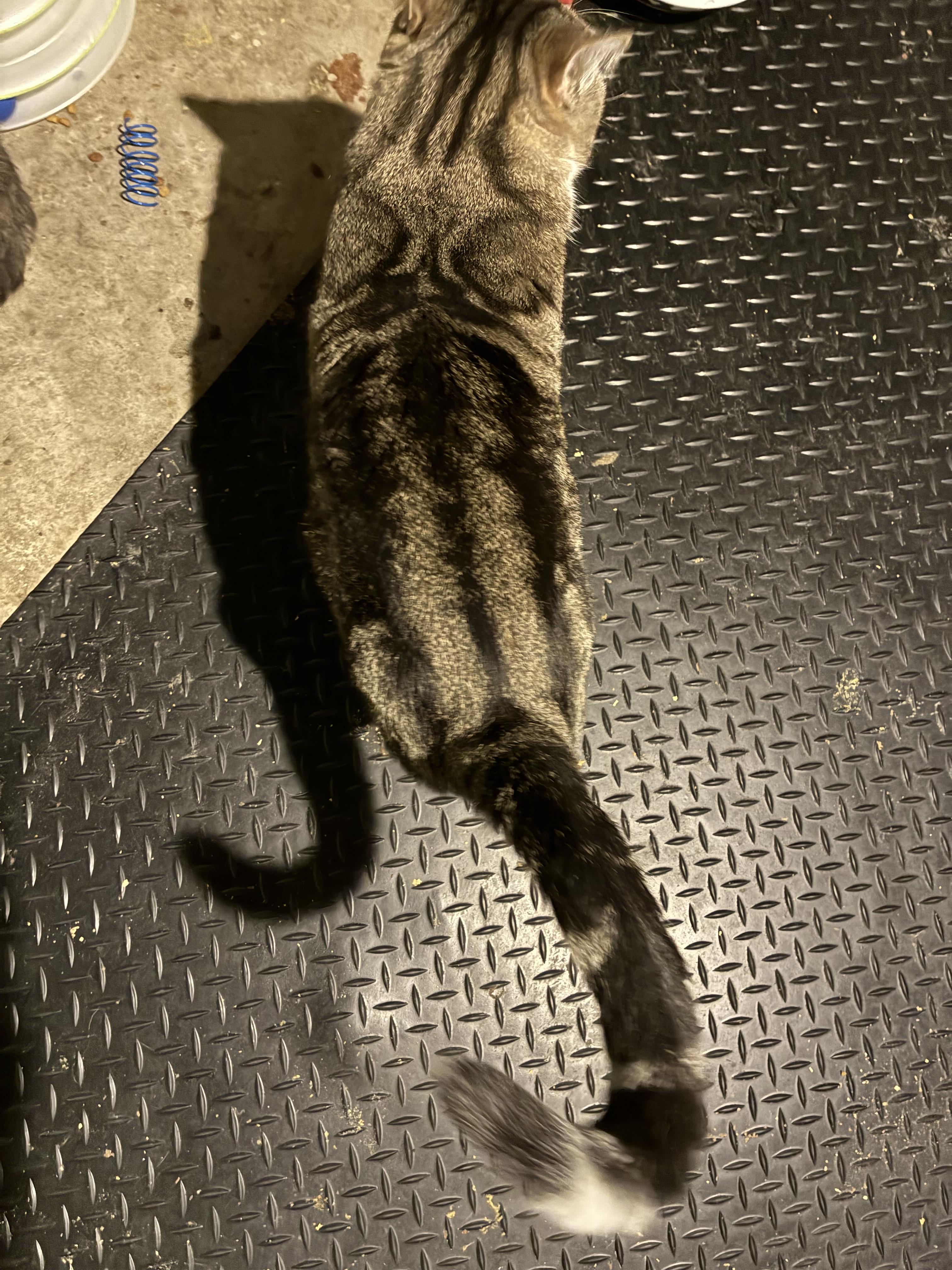 Enlarge Baloo, a ADOPTABLE Domestic Short Hair in Ashland, IL image 5/5